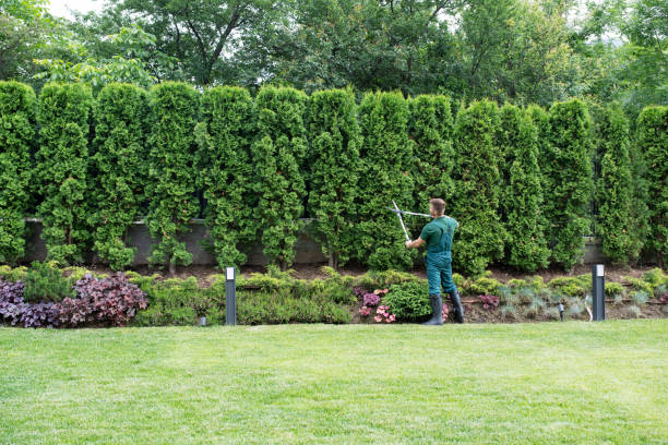 Trusted Jefferson, MD Tree Service Experts